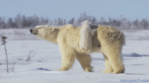 36.gif