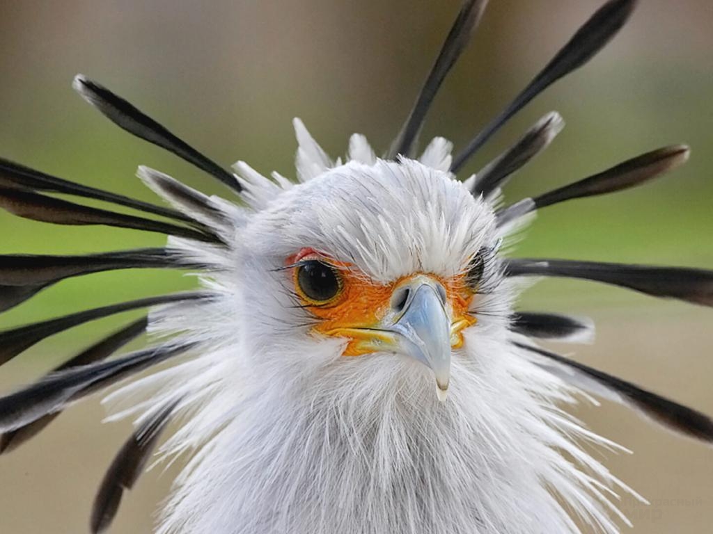3651503311394animals_hero_secretary_bird1024x768.jpg