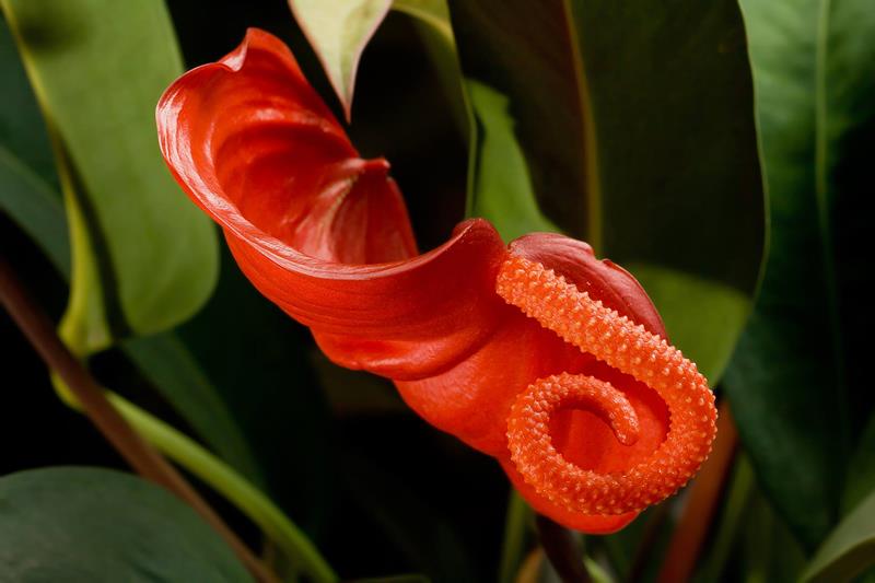 365334,xcitefun-strange-flowers-3.jpg