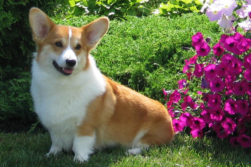 39395_800x531_62d851dc4.png