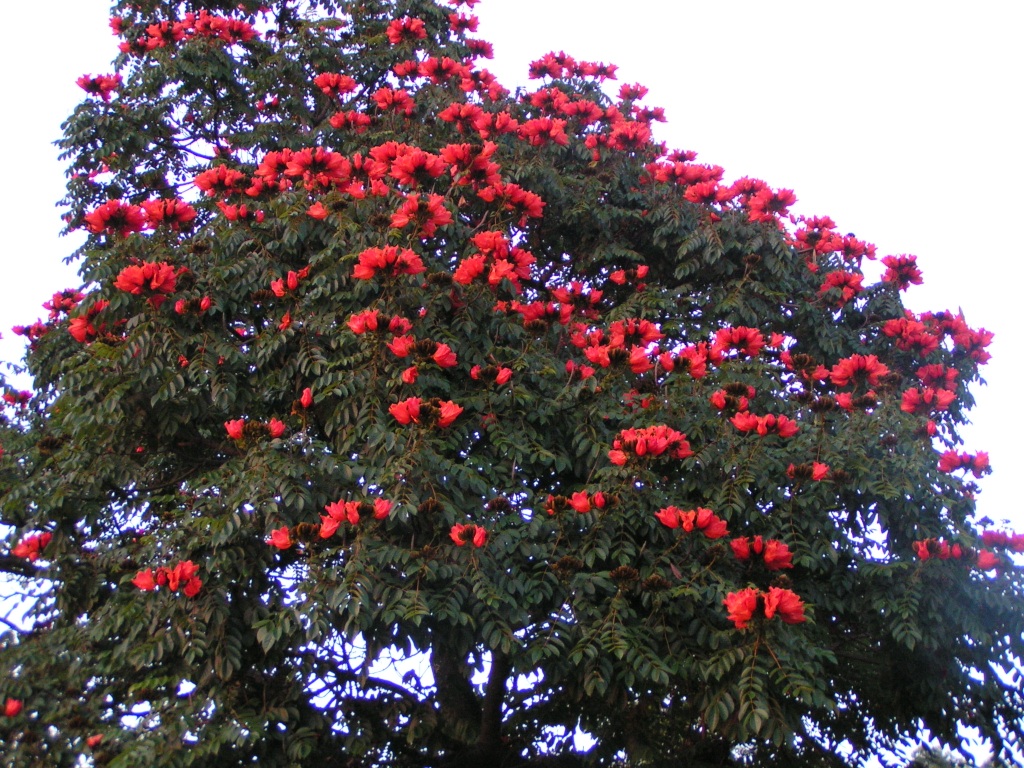 3_spathodea_campanulata_the_african_tulip_tree_or_flame_of_the_forest_from_uganda_575.jpg