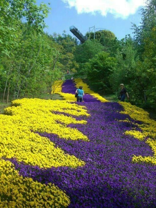 3b86e8a51f59dcc411a89a02085b248e--beautiful-flowers-beautiful-places.jpg