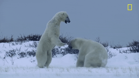 4пк.gif
