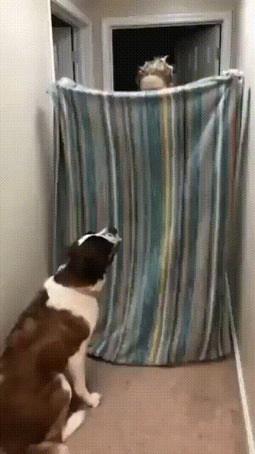 4.gif
