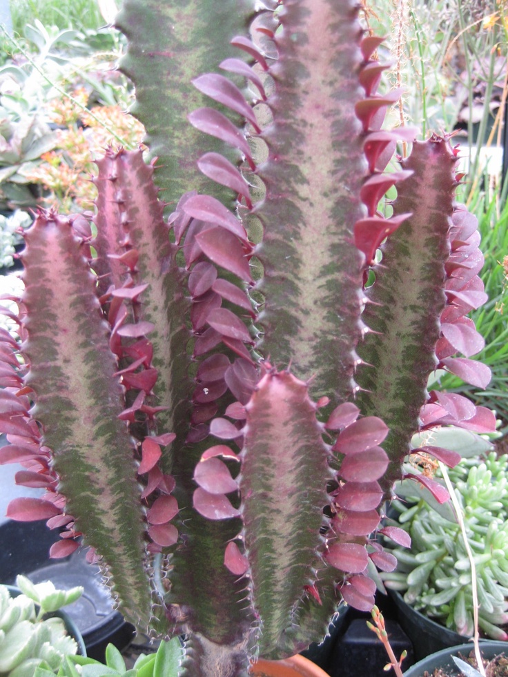 42357bb4191759e1458b274e72fd86ad--succulent-plants-bern.jpg