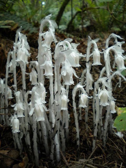 44bd3660a9f65ae4d55c20a1b022933f--unusual-plants-weird-plants.jpg