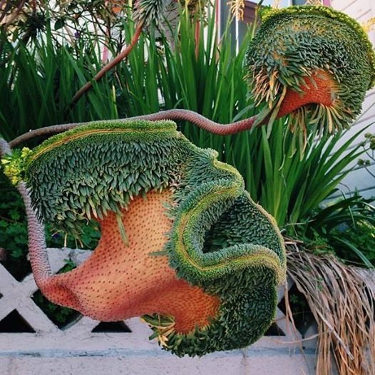 44dc4101b13486d5b2cea91a11b937e0--succulent-gardening-succulent-plants.jpg