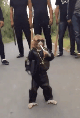 5.gif