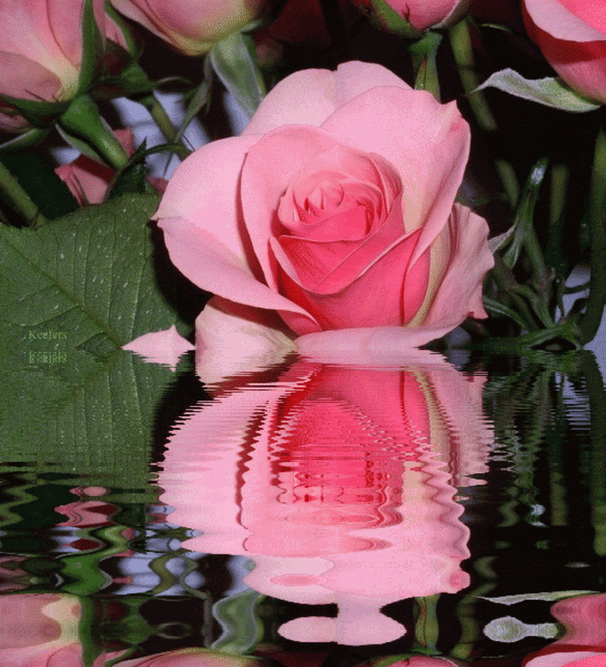 55067987_1485122613.pDsZf.gif