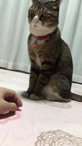 57a02a023e996.gif