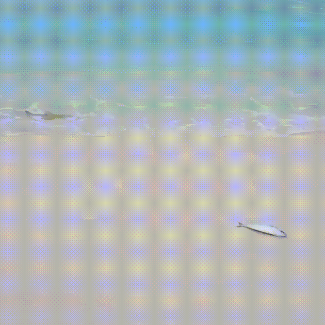 57bbabcb59dbb.gif
