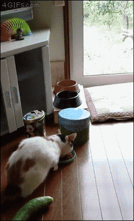 592.gif
