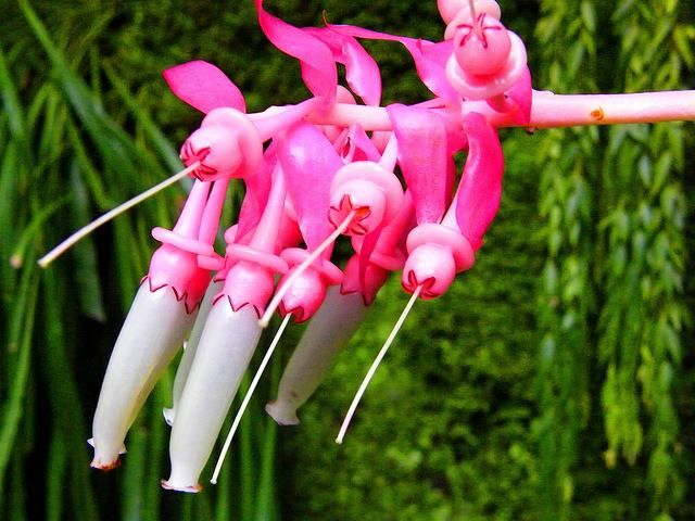 5d73d849748226569147e3e39a7a618d--strange-flowers-unique-flowers.jpg