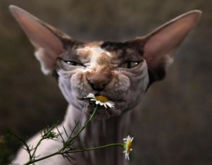5e61cb275c9c7aea5c09551f66e61187--sphinx-cat-hairless-cats_301x243_00301234.jpg