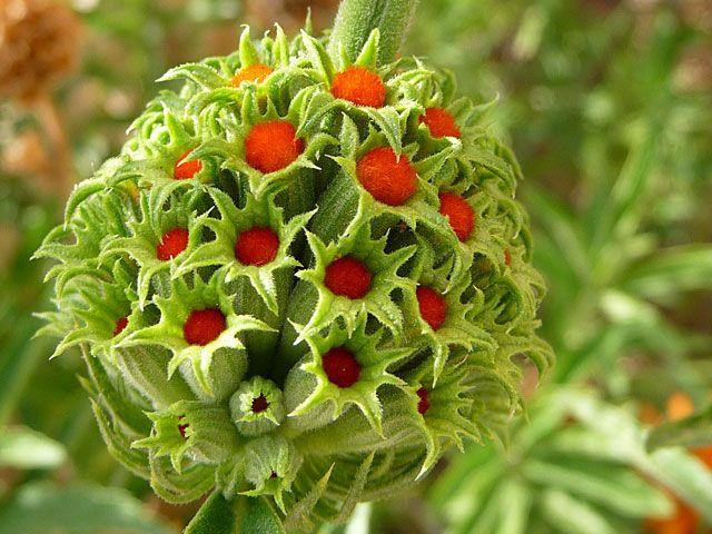 619493402f7a9c4743ef464fda95db1b--strange-flowers-unusual-flowers.jpg
