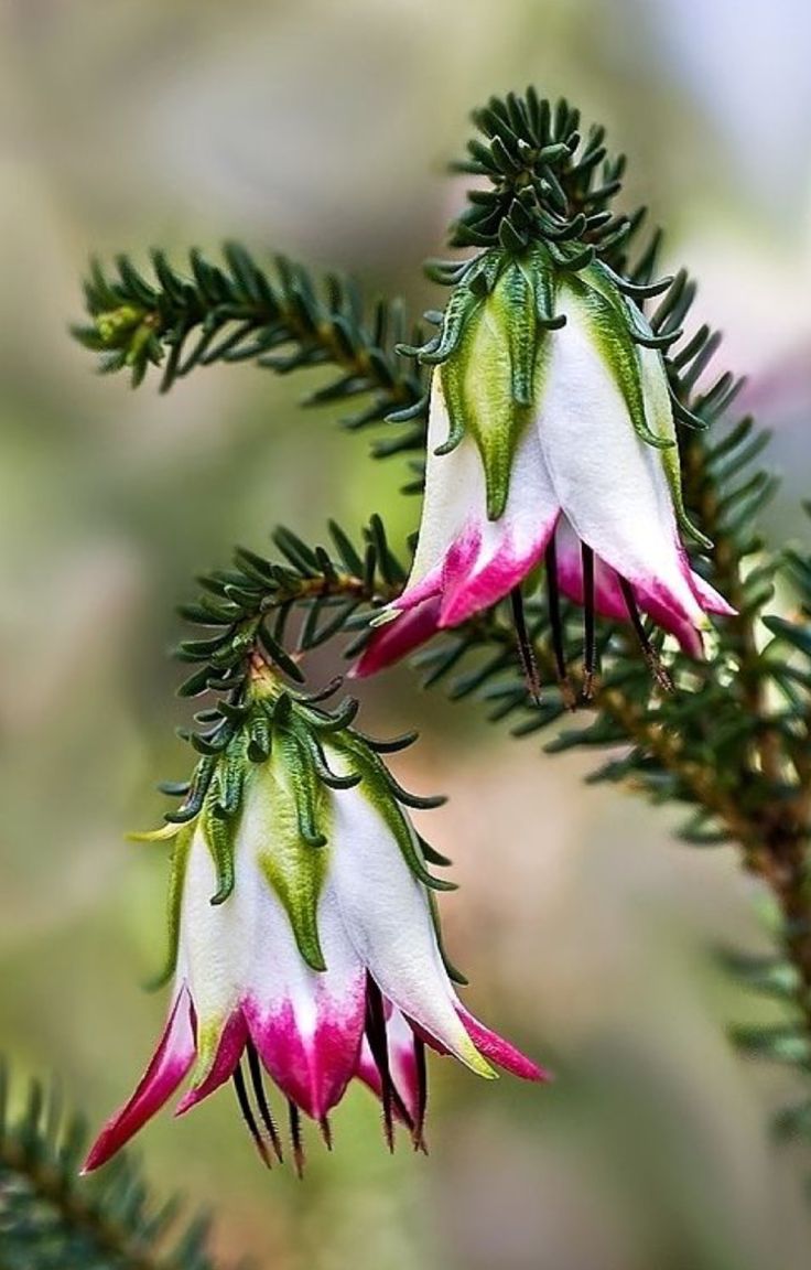 6583302aa87d44b58a43b7ae2a8f314c--small-flowers-exotic-flowers.jpg