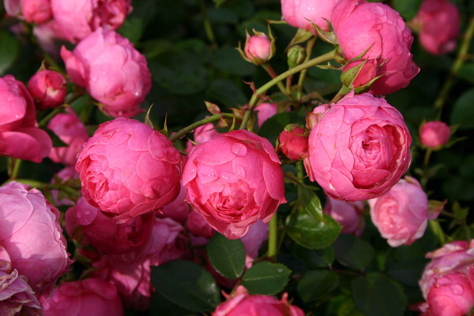 6730_GLOBE PLANTER- Rosier Pomponella 8.jpg