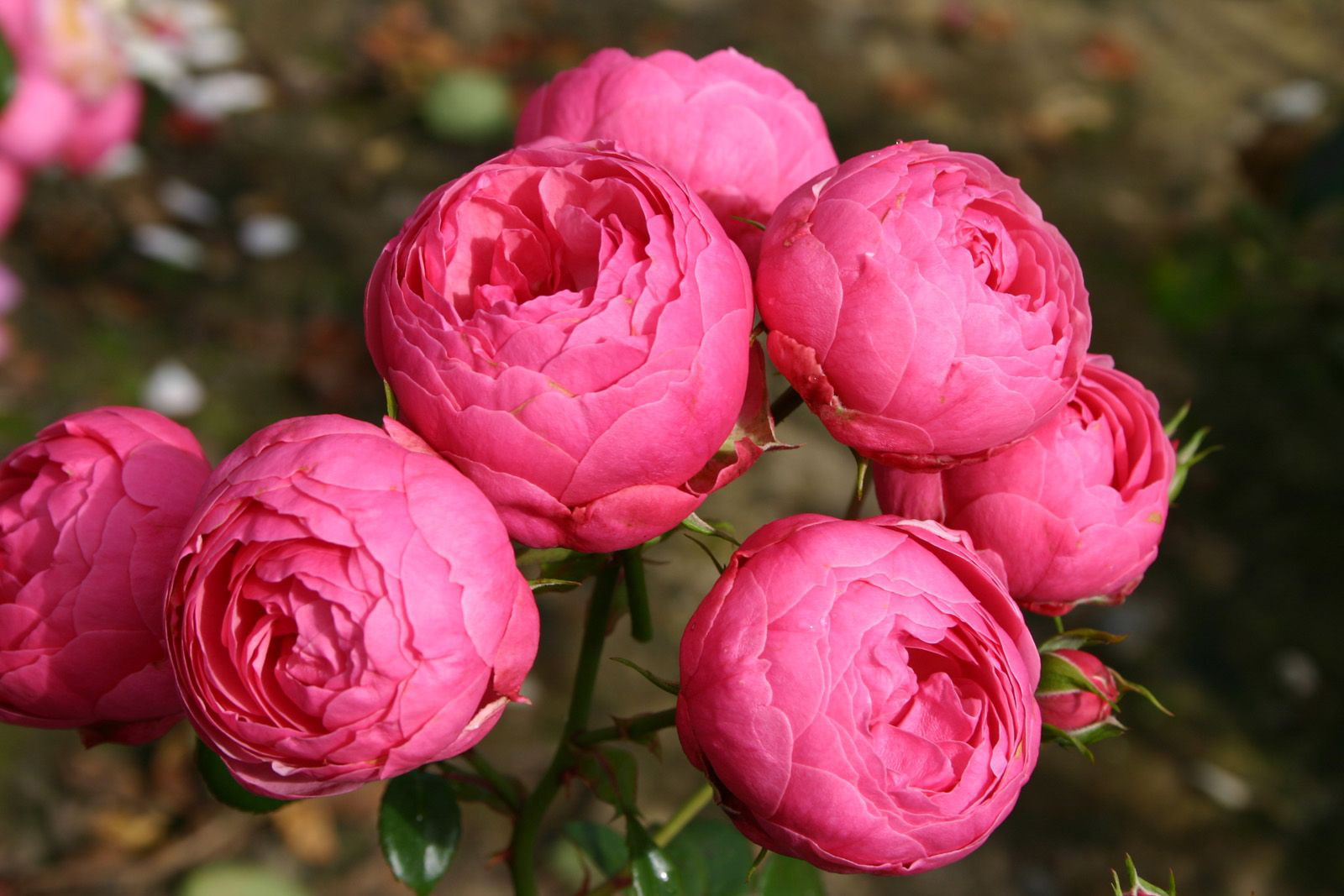 6734_GLOBE PLANTER- Rosier Pomponella 12.jpg