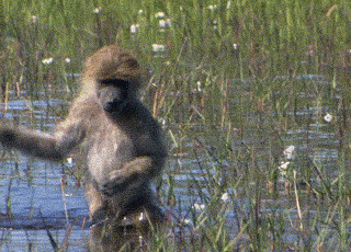 6af17c14819c.gif