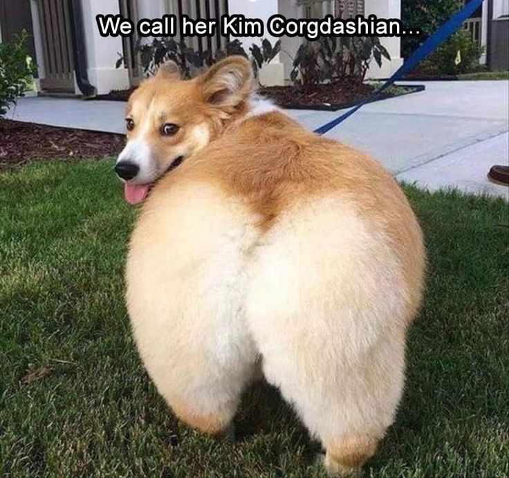 6bf70103441c1892020f7a48750854af--funny-dog-jokes-funny-corgi.jpg