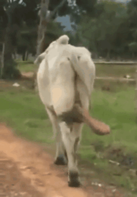708d3cfad3b10f6fb2a853178f322dc2.gif