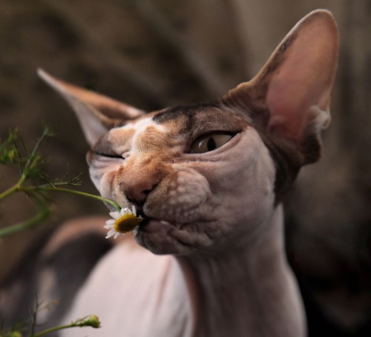 721c72347415be8433f9e0f9af99f717--cat-of-the-day-adorable-animals.jpg