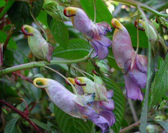72942f01535379252cdfe5b87a03aa40--strange-flowers-unique-flowers.jpg