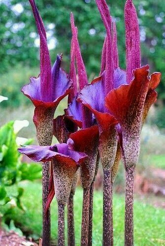 73c071e825cedf23326e86404adda36f--unusual-plants-unusual-flowers.jpg