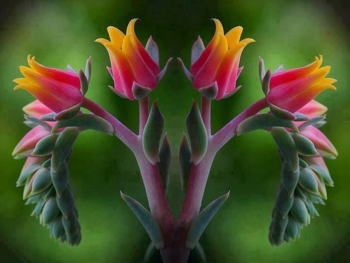 7abfcd2dee4562a033f3186b24afdda6--exotic-flowers-amazing-flowers.jpg
