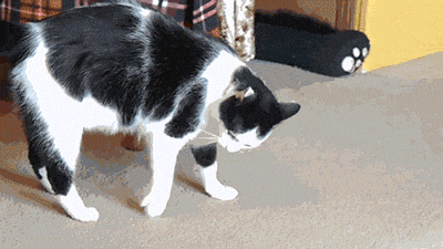 7bec171cf560908bd7f662112e53fe5f.gif
