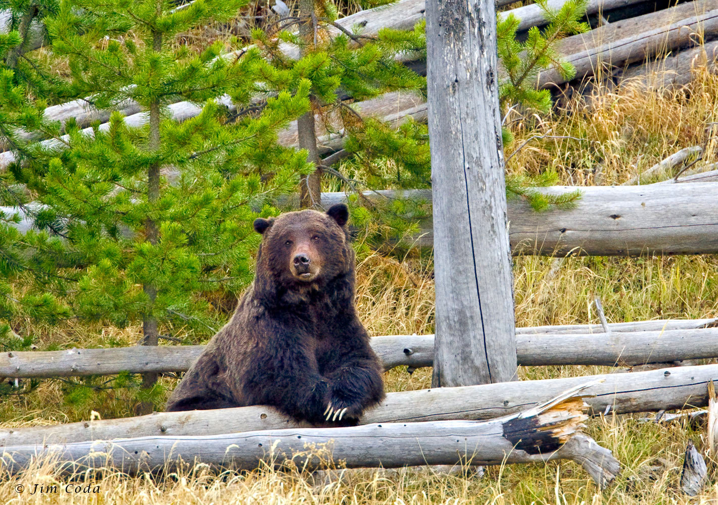 819_1_o1a0718_grizzly_bear_yellowstone_national_park.jpg