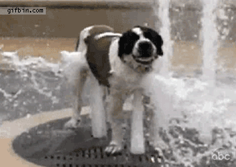 81knp.gif