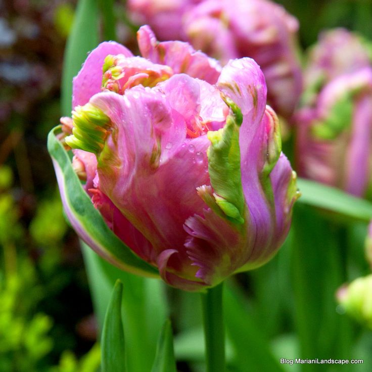 8377b1e5bb39e7f49bff85e376cf9831--parrot-tulips-parrots.jpg