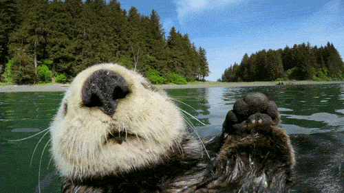 8515ba05c6b7d421c373888d82f2e9e1.gif