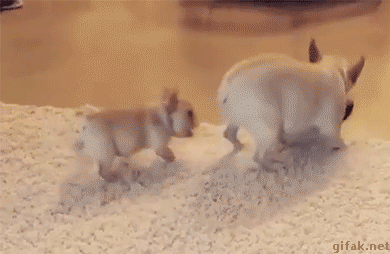 85876917.gif