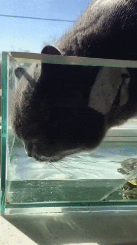 86717538e7d0.gif