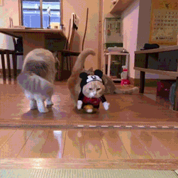 8d938aa46119.gif