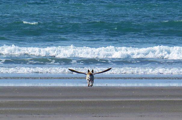 9-fotos-de-perros-tomadas-en-el-momento-justo_1.jpeg
