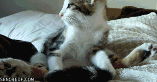 93YbU.gif