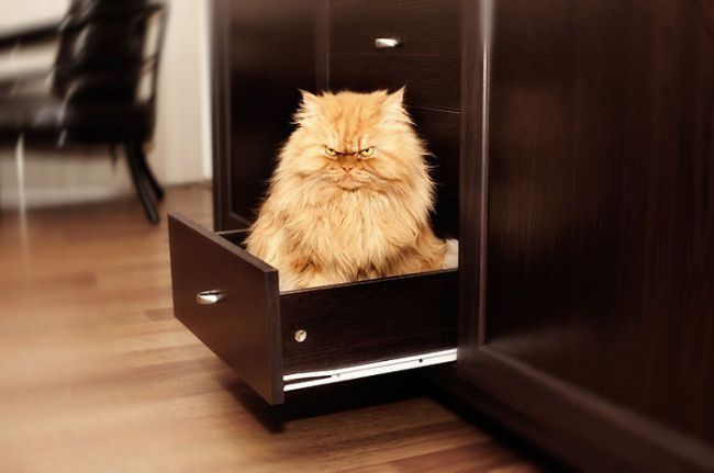 9494410-r3l8t8d-650-garfi-evil-grumpy-persian-cat-18__700.jpg