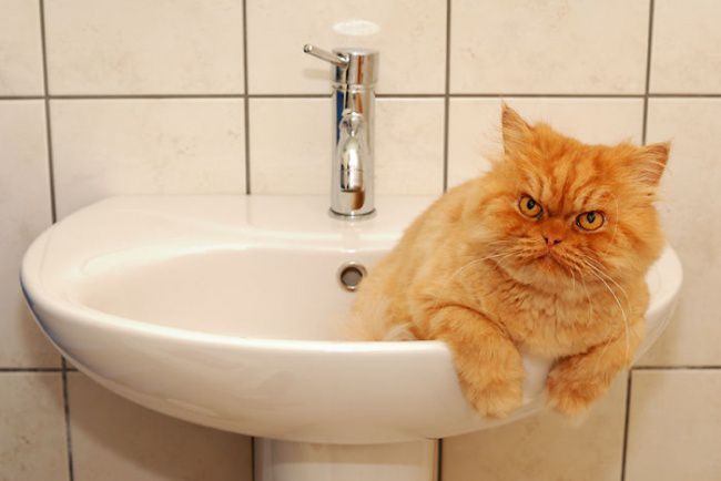 9494610-r3l8t8d-650-garfi-evil-grumpy-persian-cat-5__700.jpg