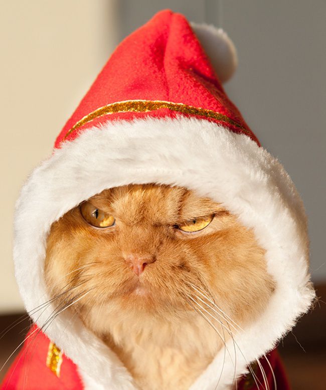 9496110-r3l8t8d-650-garfi-evil-grumpy-persian-cat-6__700.jpg
