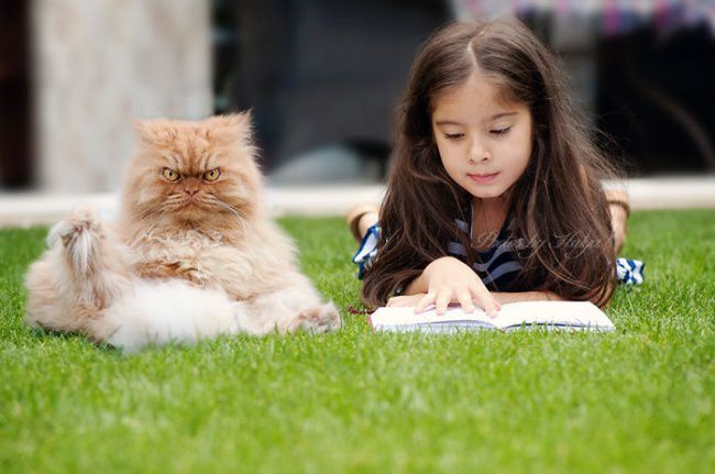 9497210-r3l8t8d-650-meet-garfi-the-cat-who-looks-like-hes-planning-to-kill-you__700.jpg