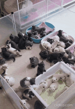 98000433-da4f-4ada-a7ca-030b31c46e6d.gif