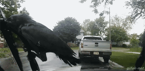 98627384ac4b.gif