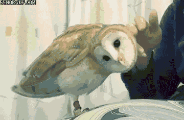 9WsQ7.gif