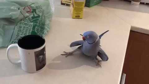 a449e7f4bcf6.gif