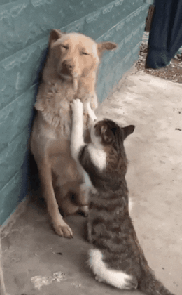a96c6201989829cb37ef8df7f987a085.gif