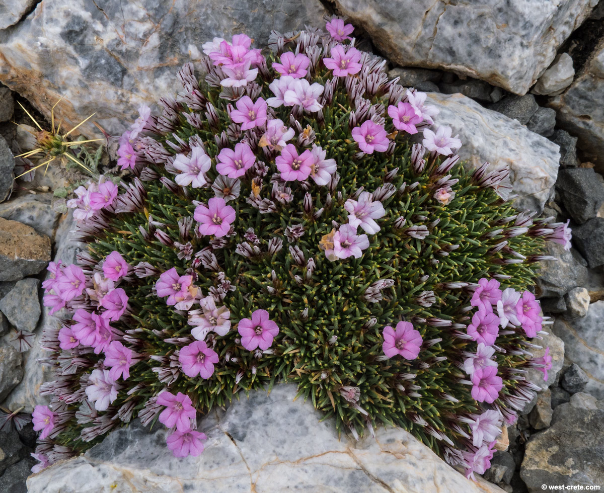 acantholimon-androsaceum2.jpg
