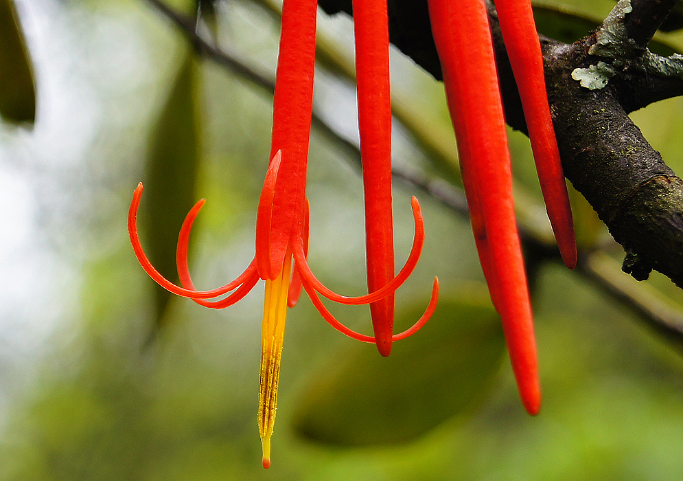 aetanthus-mutisii-flower.jpg
